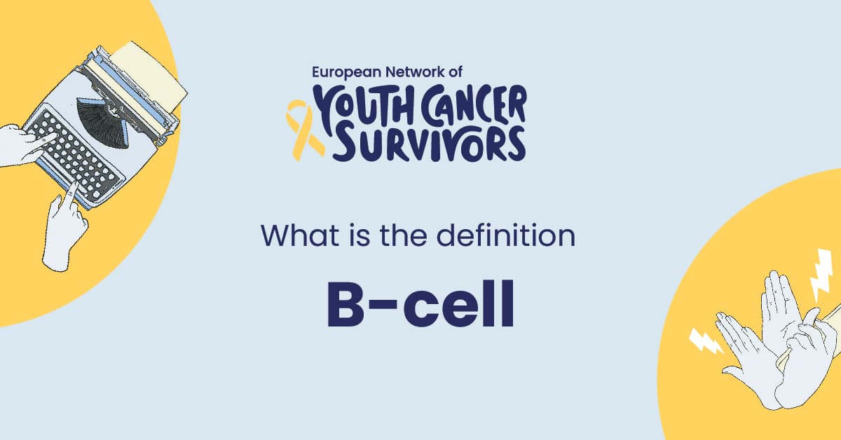 what is b-cell?