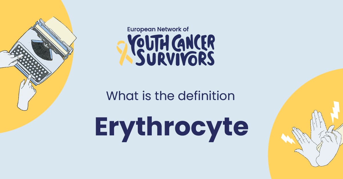 what is erythrocyte?