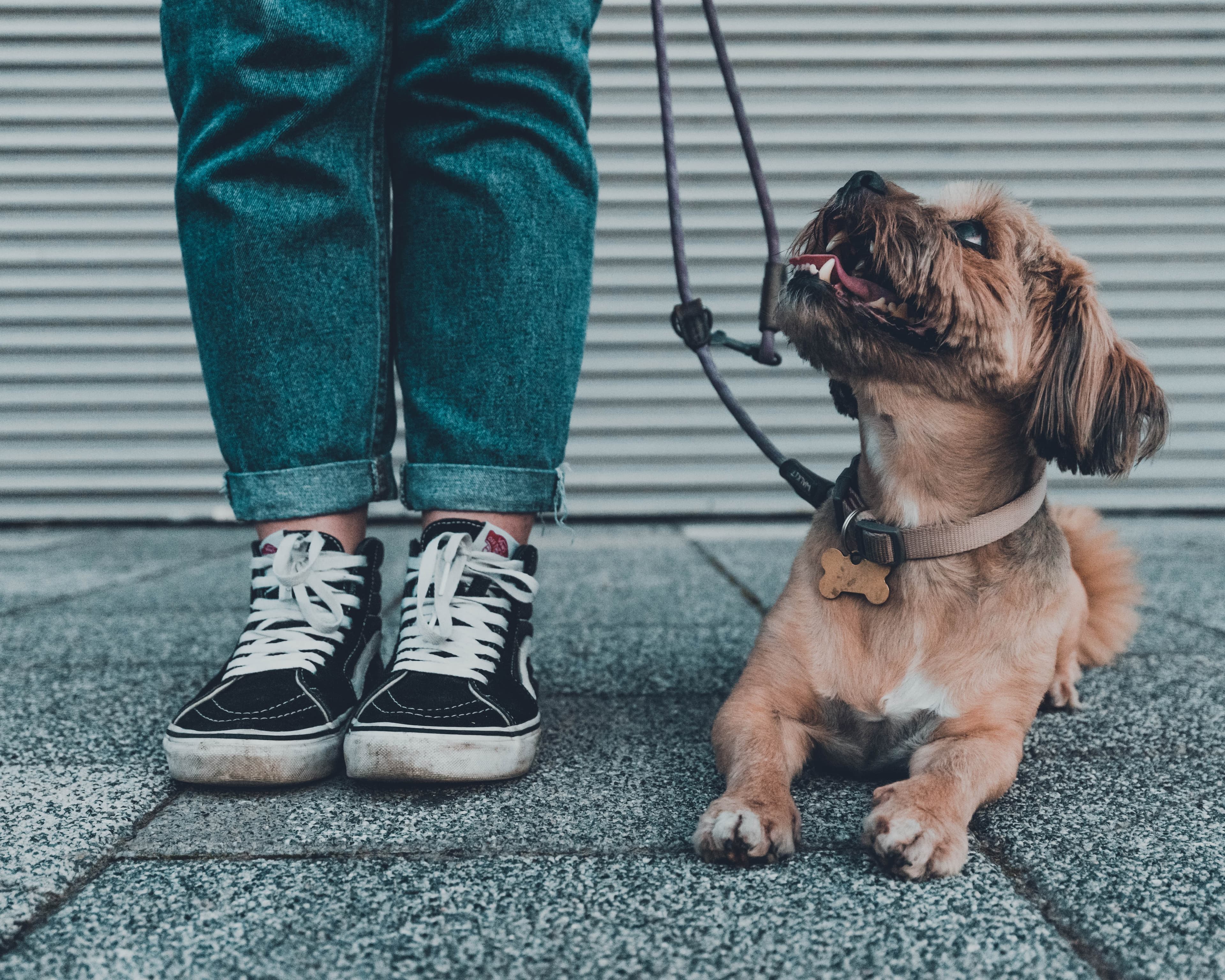 Companion Animals' Impact on Gay Prostate Cancer Patients' Quality of Life